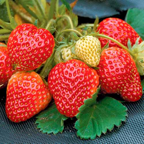 Ягода Honey артикул фото 1 Ягода Honey изображение 1 артикул 5402