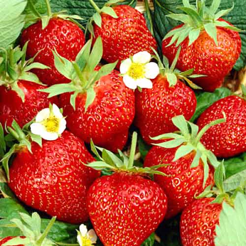 Ягода Kimberly артикул фото 1 Ягода Kimberly изображение 1 артикул 5403