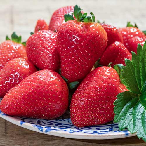 Ягода Lambada изображение 1 артикул 5405