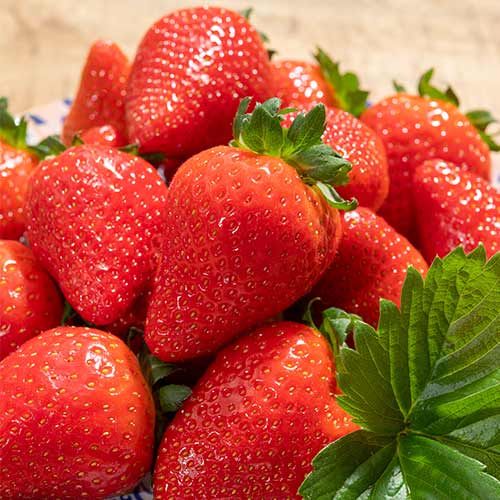 Ягода Lola артикул фото 1 Ягода Lola изображение 1 артикул 5199