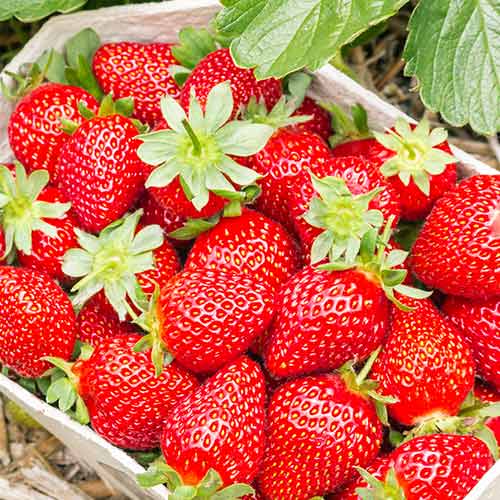 Ягода Portola изображение 1 артикул 5410