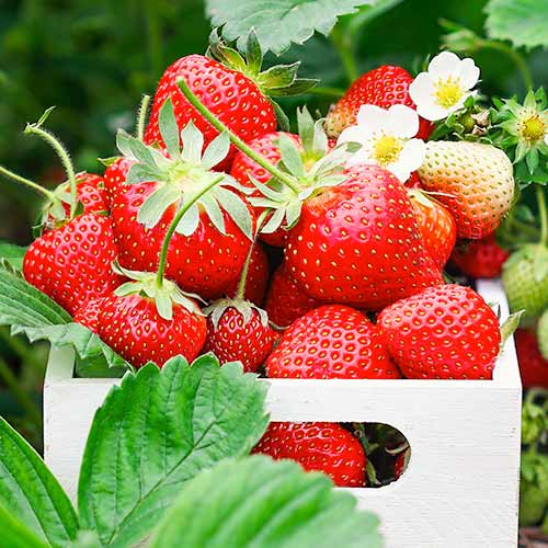 Ягода Romina изображение 1 артикул 1585_1