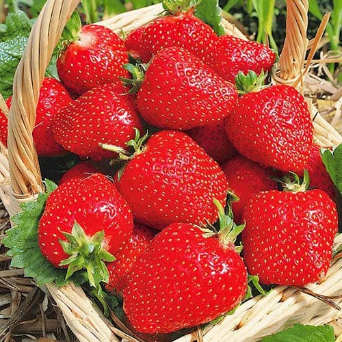 Ягода Roxana изображение 1 артикул 1586_1