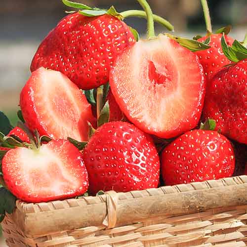 Ягода Vima Zanta изображение 1 артикул 5415