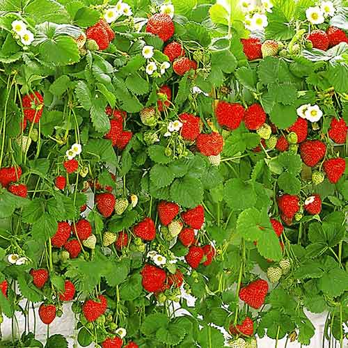 Ягода висяща изображение 1 артикул 5395