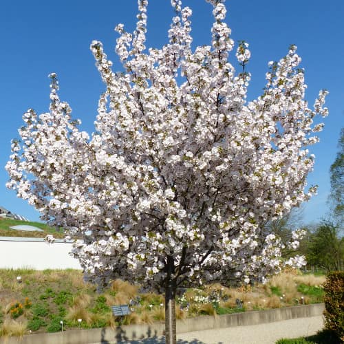 Японска вишна Sunset Boulevard изображение 1 артикул 2043