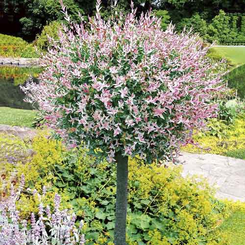 Японска върба Hakuro-Nishiki, С3 изображение 1 артикул 7713