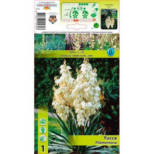 Юка Filamentosa HBM артикул фото 1 Юка Filamentosa HBM изображение 1 артикул 76366