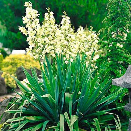 Юка Filamentosa изображение 1 артикул 5633