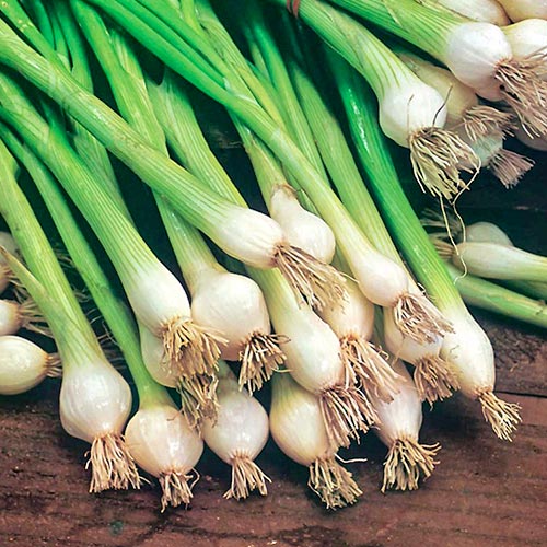 Зелен лук Blanca de Lisboa изображение 1 артикул 96631