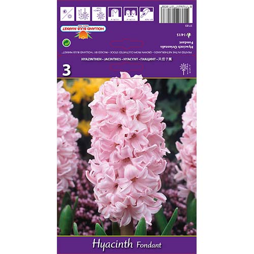Зюмбюл Fondant артикул фото 1 Зюмбюл Fondant изображение 1 артикул 68095