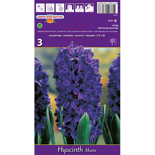 Зюмбюл Marie изображение 1 артикул 67588