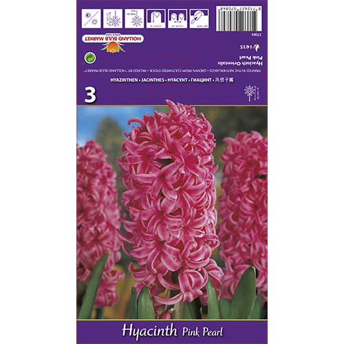 Зюмбюл Pink Pearl артикул фото 1 Зюмбюл Pink Pearl изображение 1 артикул 67365