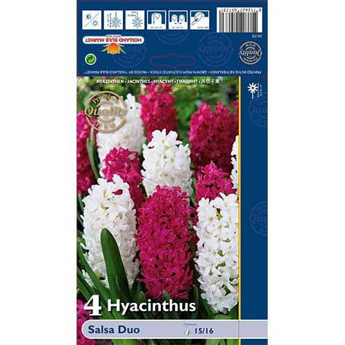 Зюмбюл Salsa Duo, микс изображение 1 артикул 68011