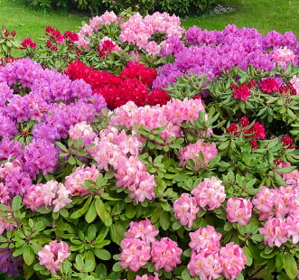 Декоративни храсти