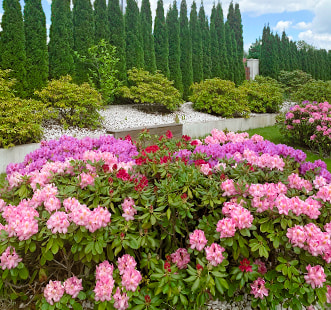 Декоративни растения