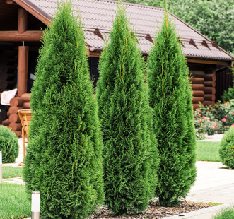 Иглолистни дървета