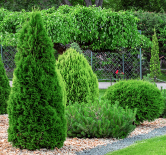 Иглолистни растения