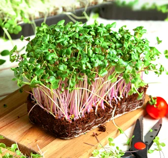 Microgreens