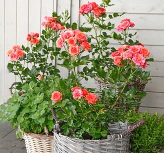 Миниатюрни рози