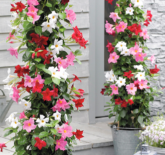 Многогодишни цветя