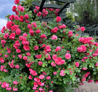 Рози катерливи