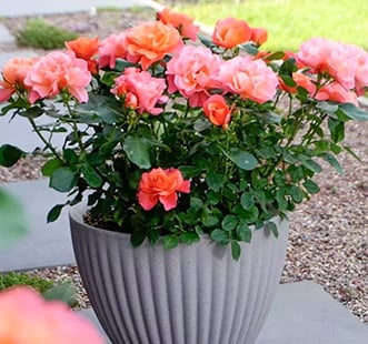 Рози за балкон, тераса