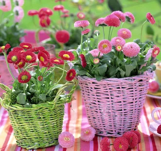 Семена на двугодишни цветя