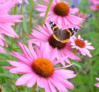 Семена на многогодишни цветя