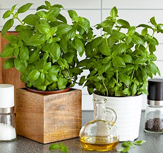 Семена на подправки