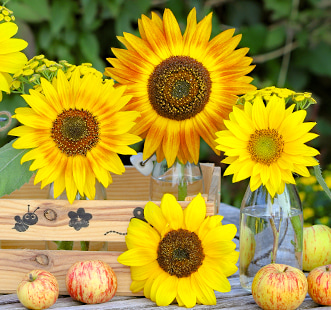 Семена цветя