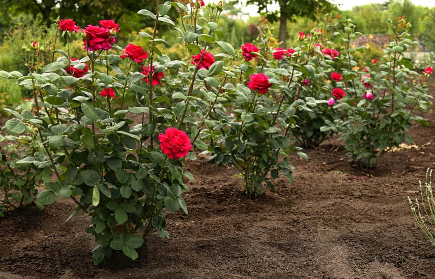 Как да засадим рози в земята?