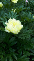 upload_img1