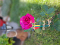 upload_img1