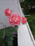 upload_img1