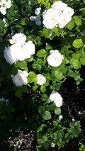 upload_img1
