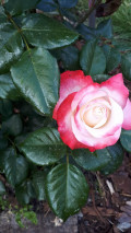 upload_img1
