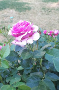 upload_img1