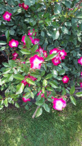 upload_img1
