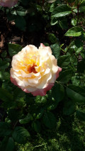 upload_img1