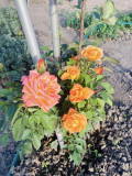 upload_img1