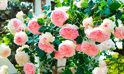 Barbie Rose Garden | Gradinamax