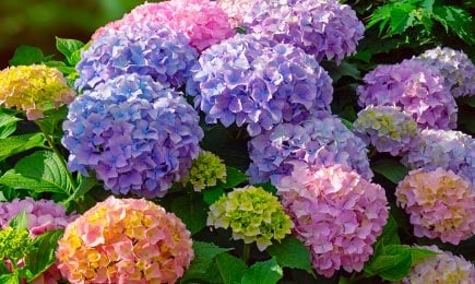 Хортензия | Gradinamax