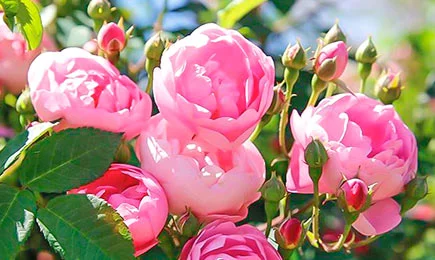 Кадифени сортове рози | Gradinamax