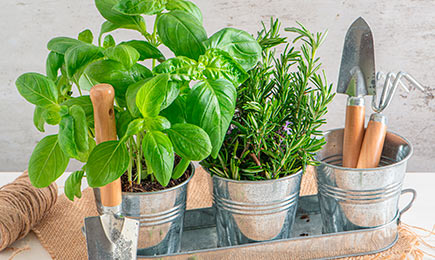 Пикантни, ароматни, витаминозни | Gradinamax