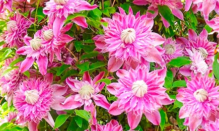 Цъфтящи гиганти | Gradinamax